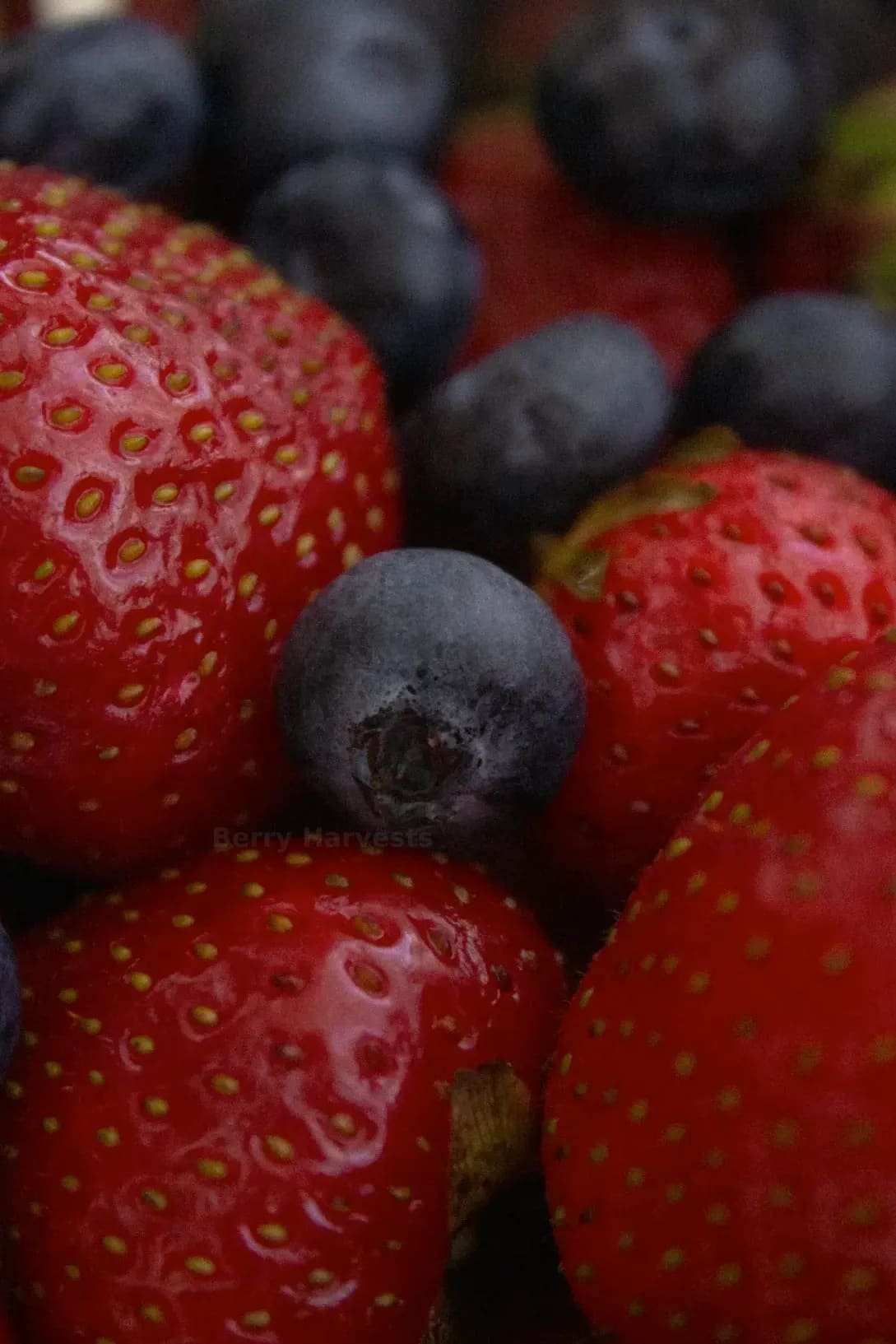 Berry Harvests