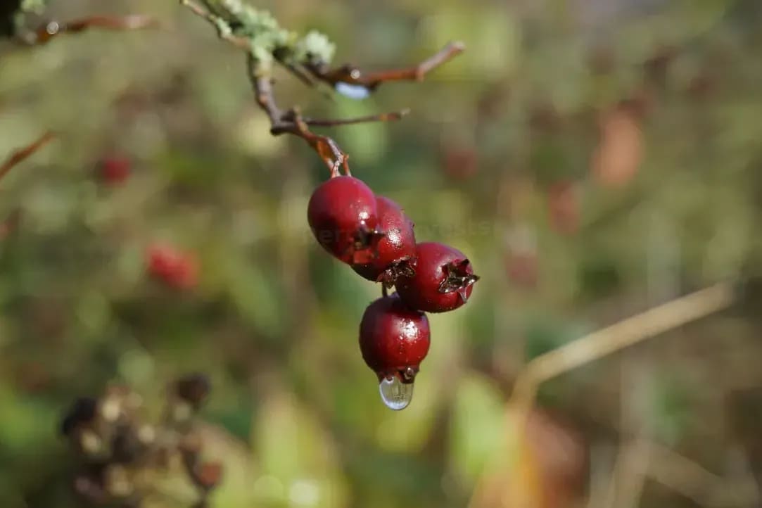 How to Choose the Ripest Berries for Everyday Snacking