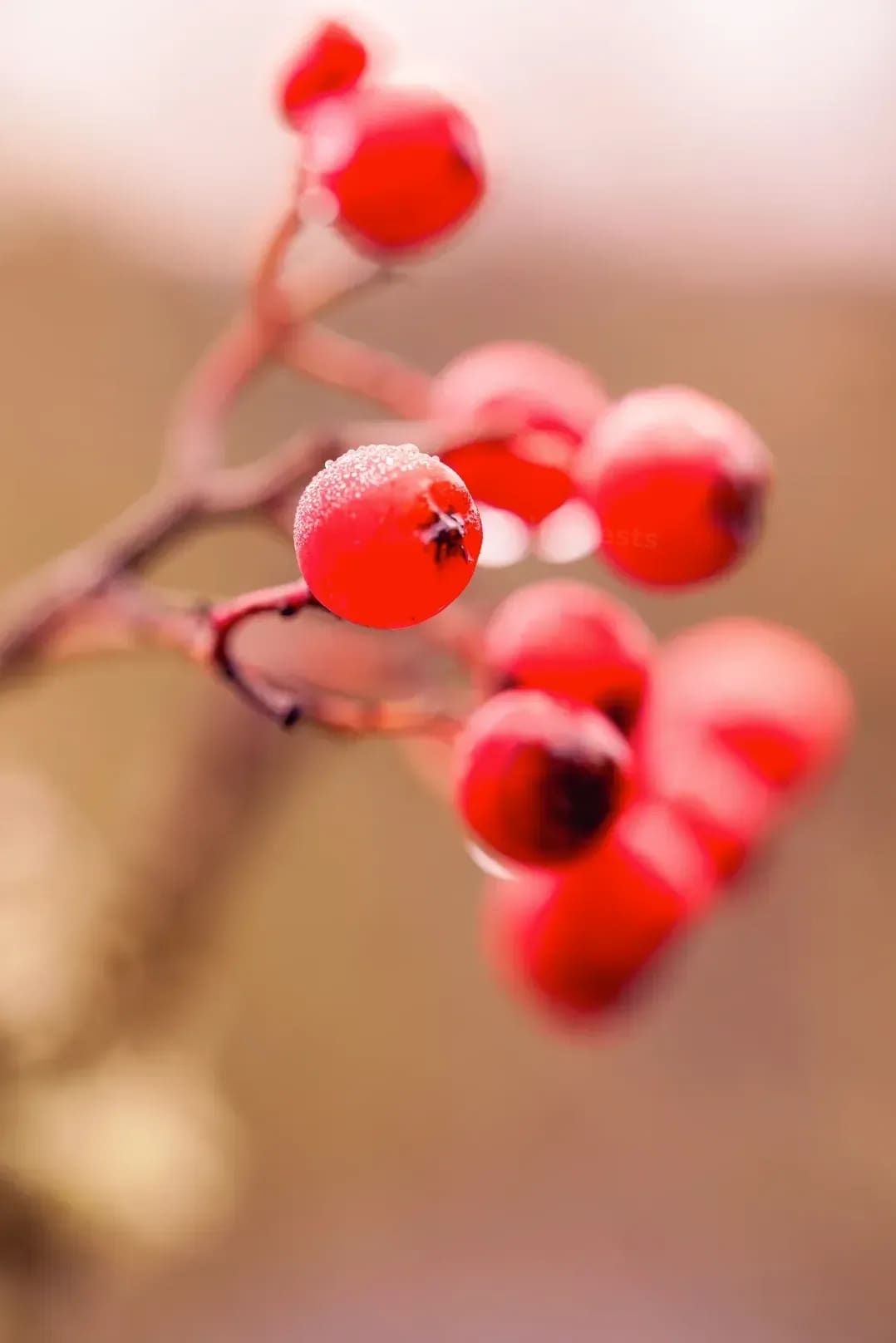 What Makes Seasonal Berry Shopping So Rewarding