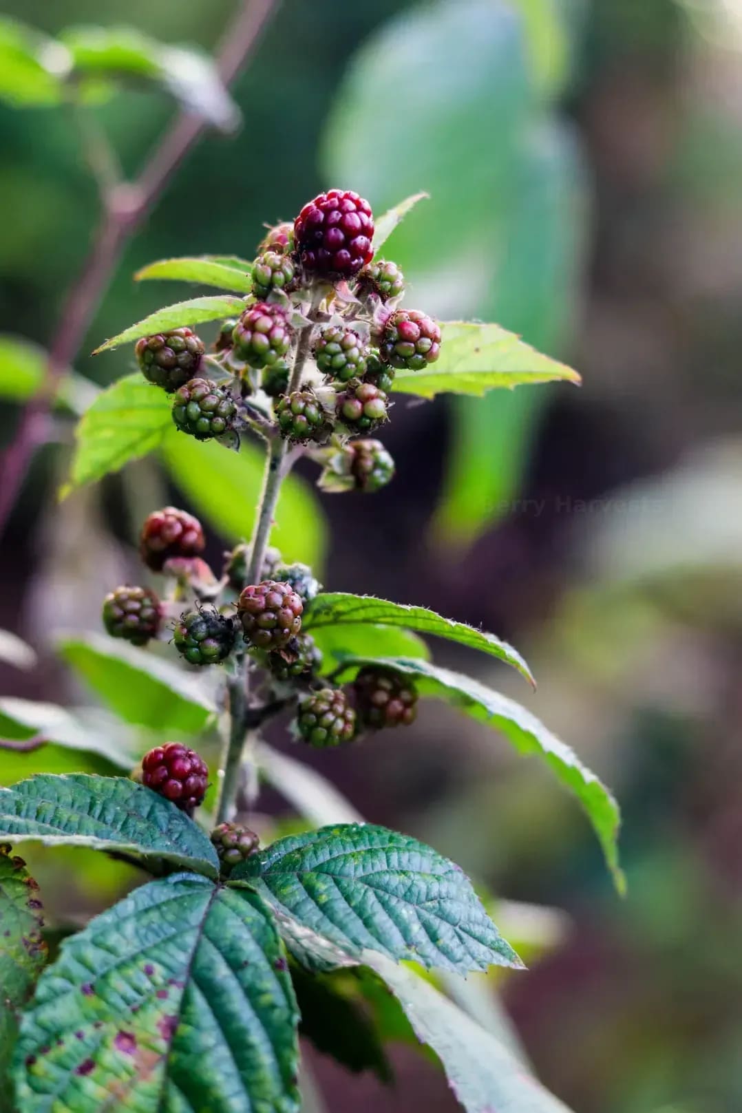 Berry Harvests 1