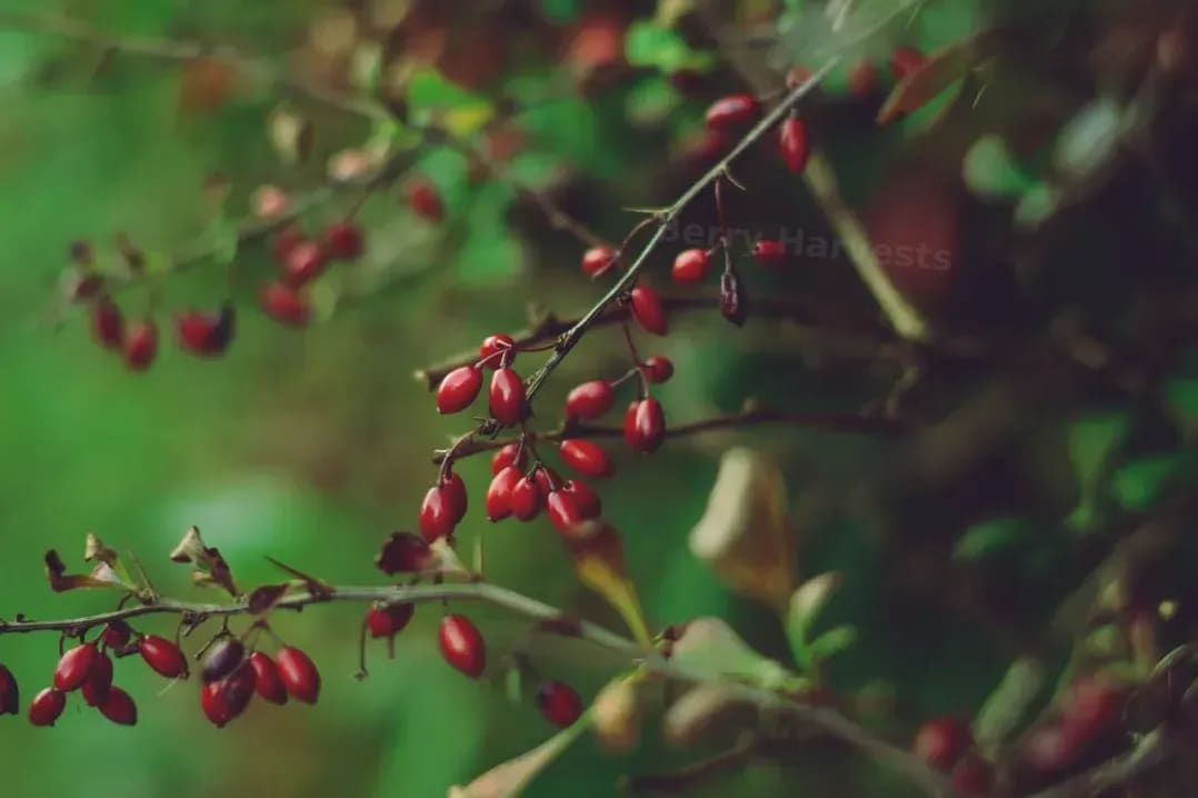 Berry Harvests 11