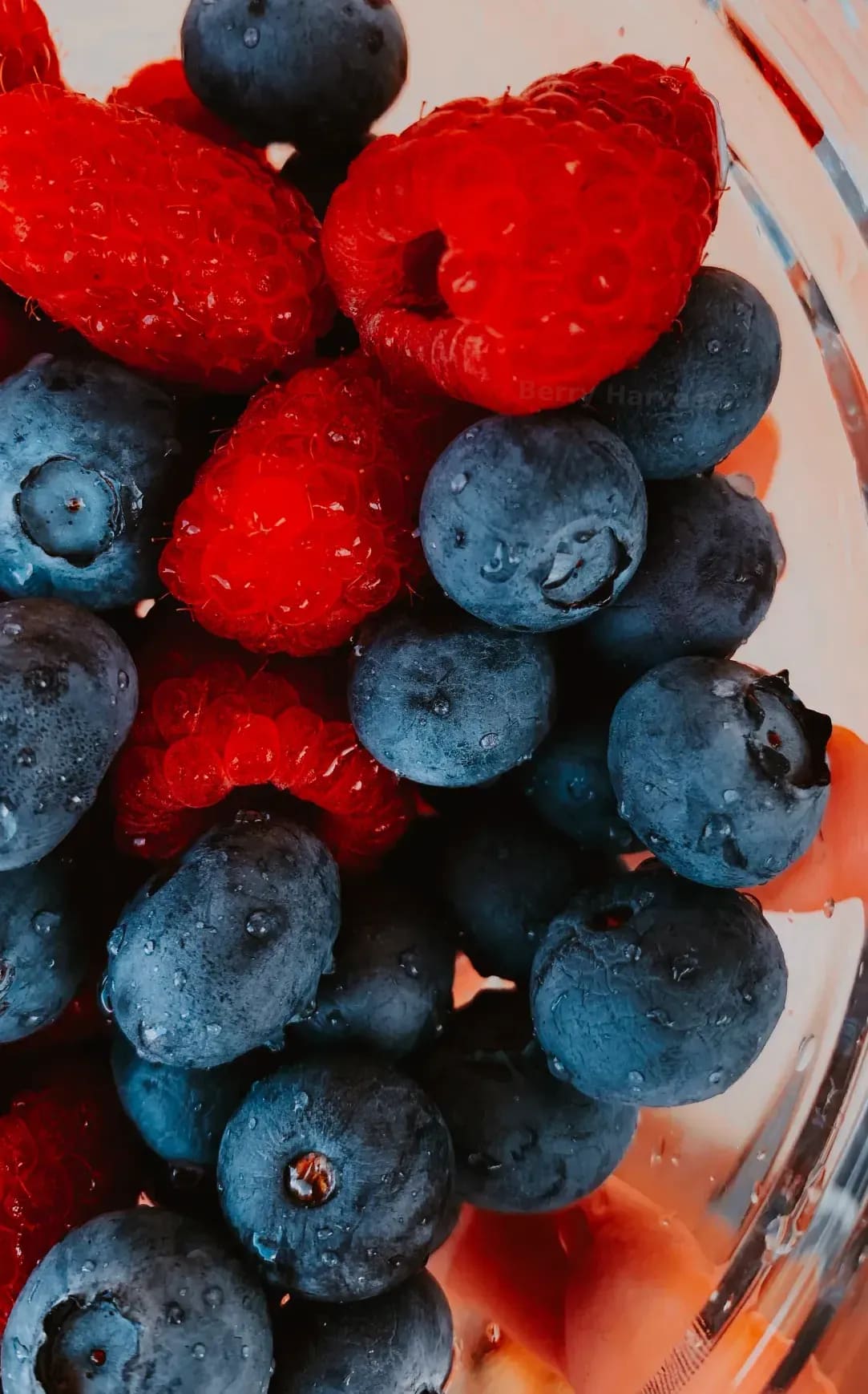 Berry Harvests 12