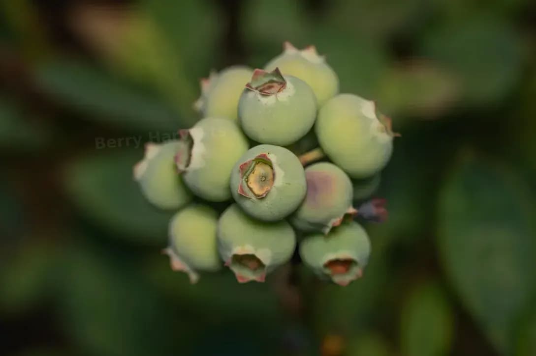 Berry Harvests 3