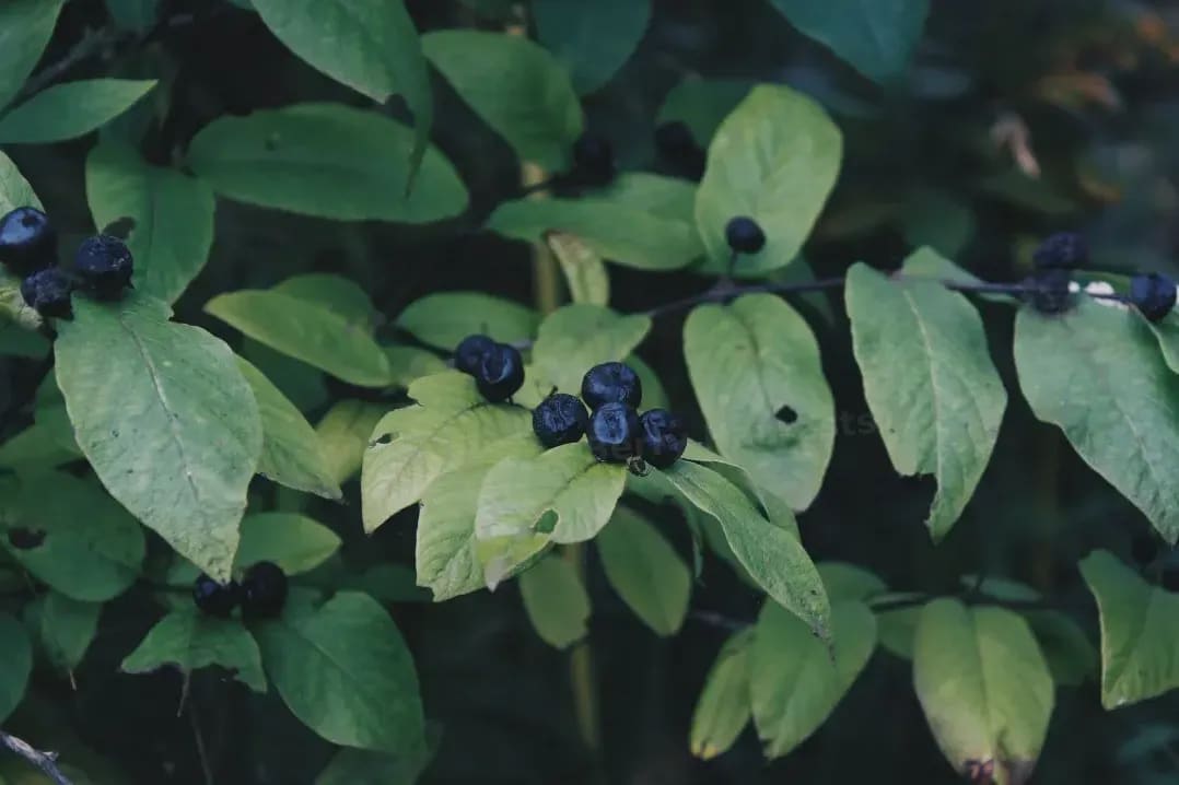 Berry Harvests 4