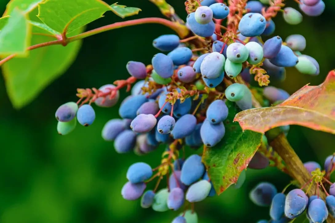 Berry Harvests 6