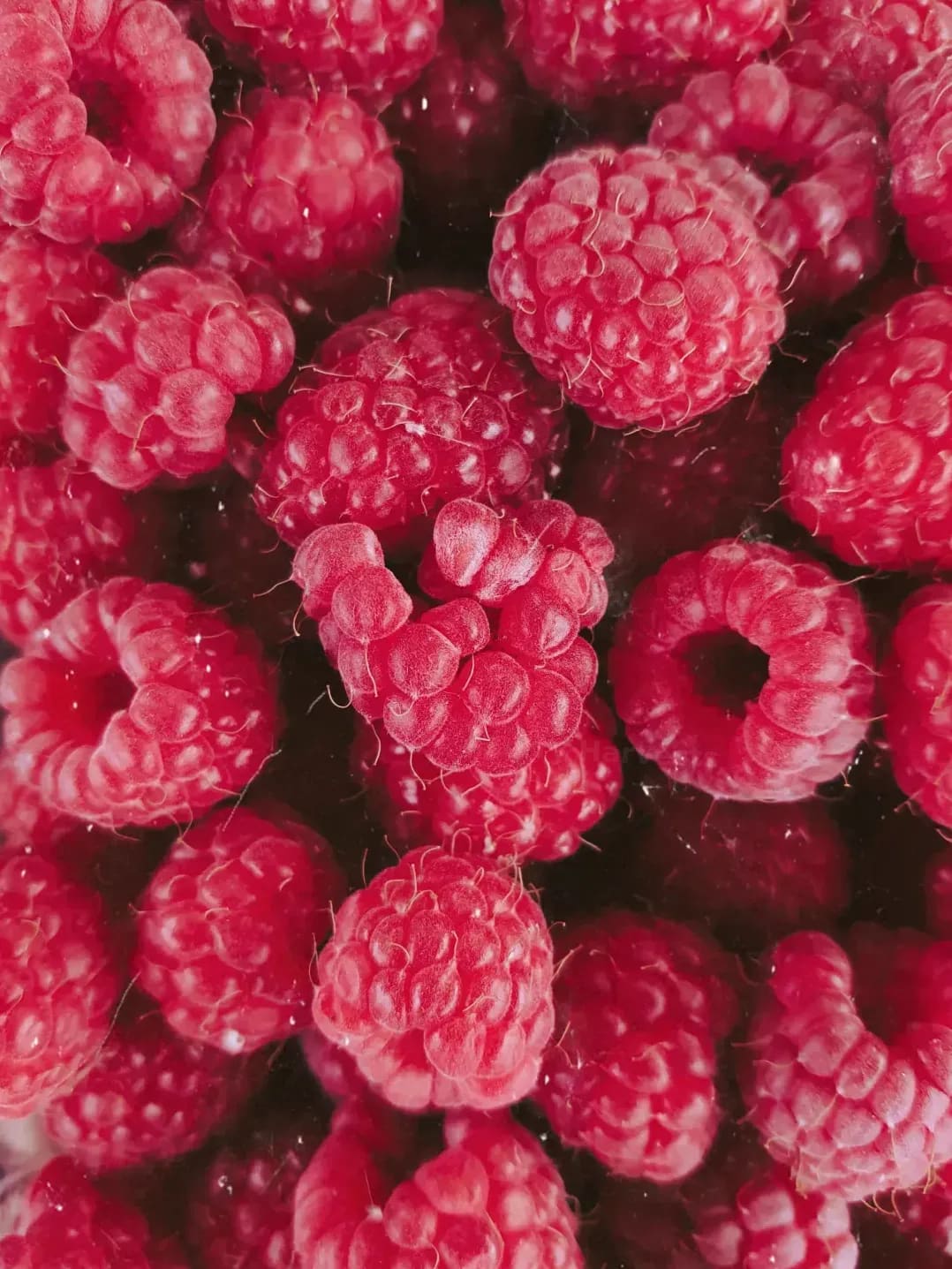 Berry Harvests 8