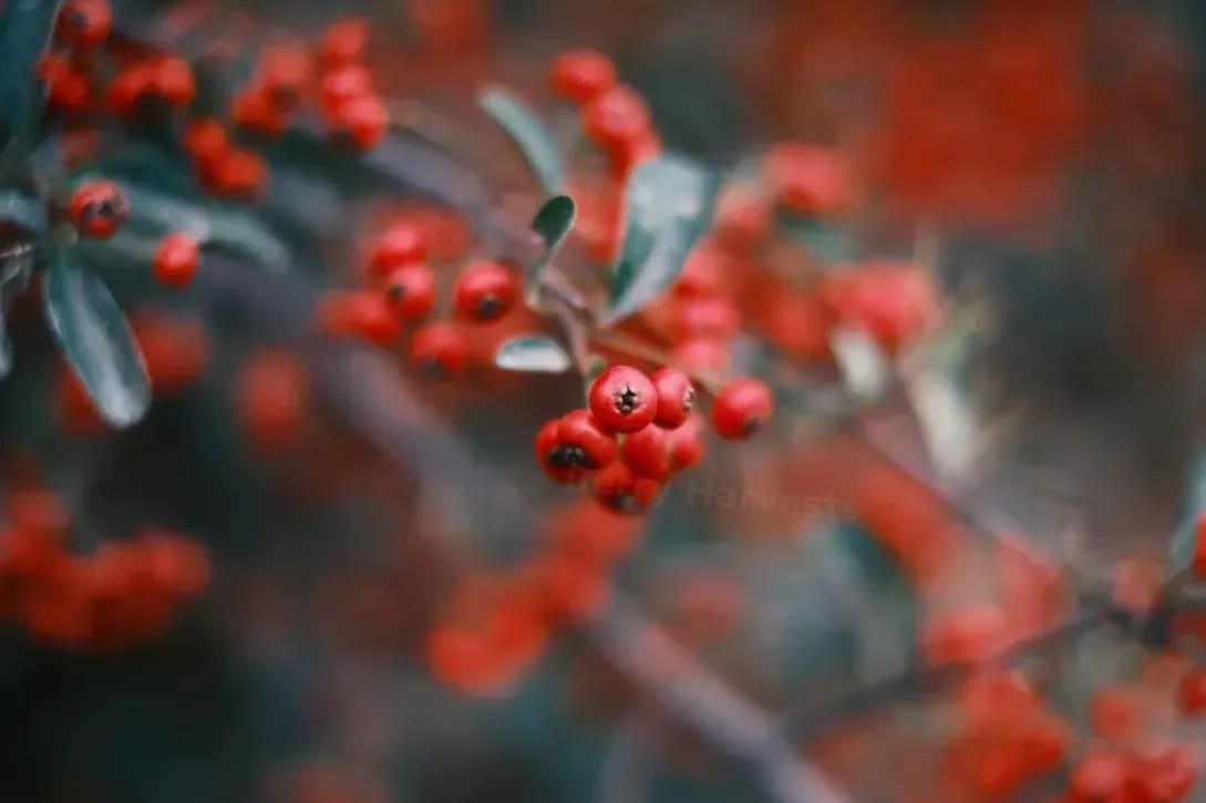 Berry Harvests 9